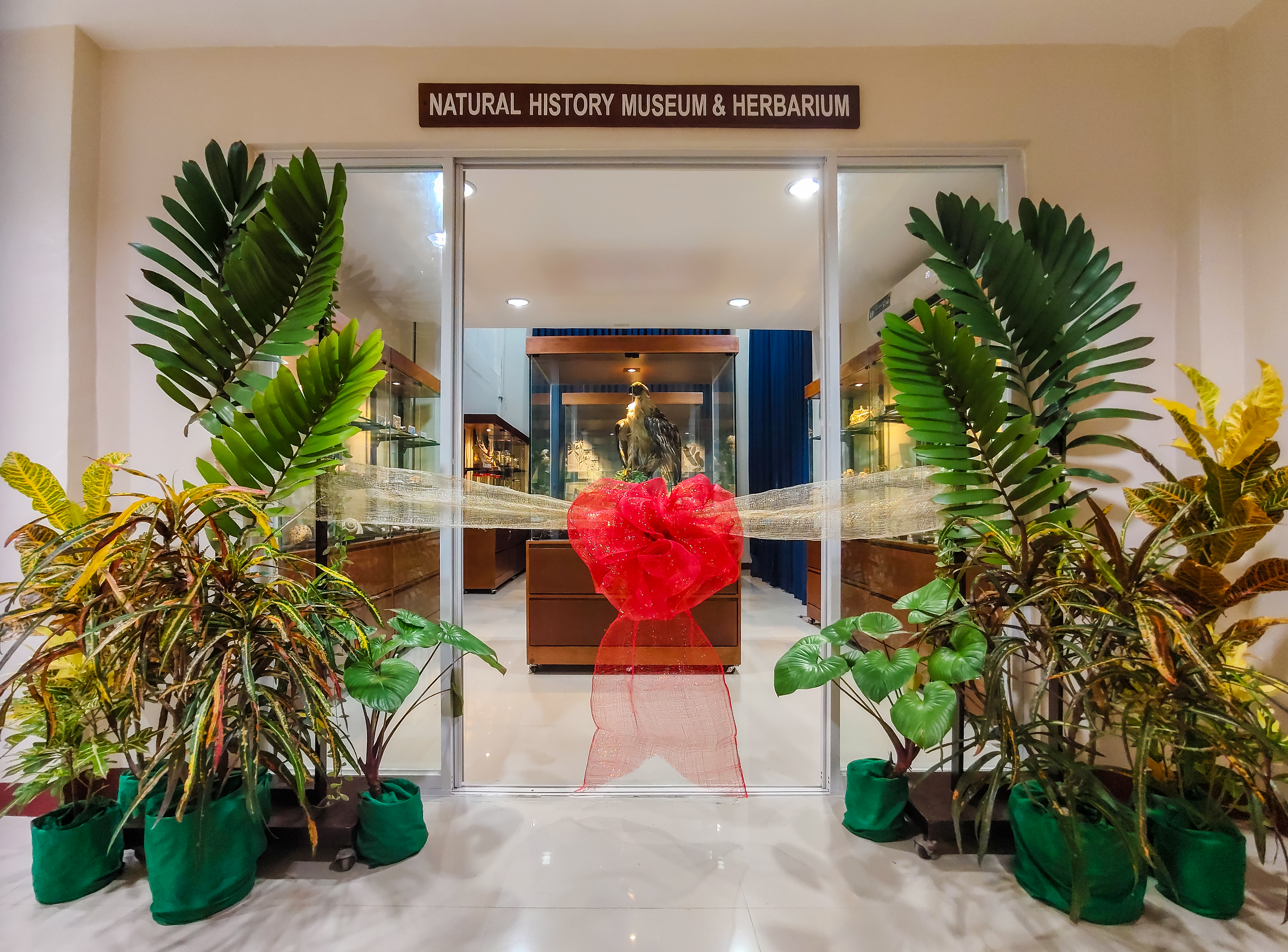 The glass entrance to the "Natural History Museum & Herbarium" is framed by potted green and yellow plants and blocked by a formal opening ribbon with a large red bow. Visible inside the museum through the glass doors is a central display case showcasing a taxidermied eagle.