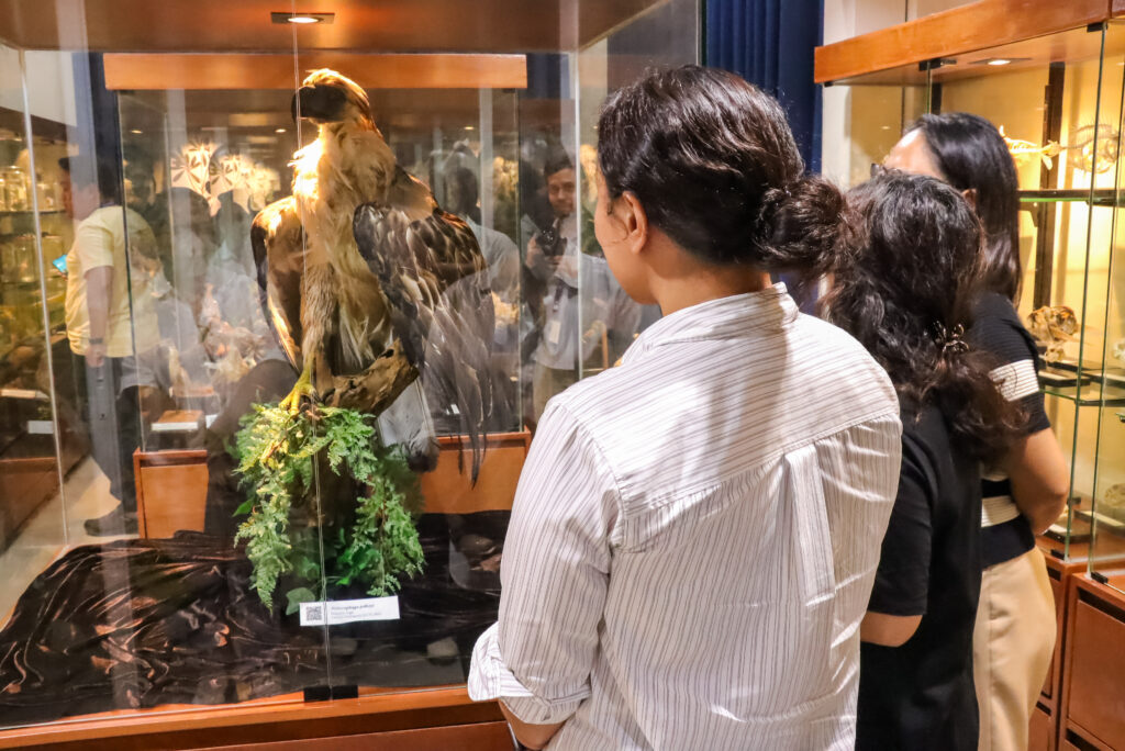 Three women stand with their backs to the camera, looking into a large glass display case that showcases a taxidermied Philippine Eagle perched on a branch. The eagle's prominent brown and cream feathers are on full display, while reflections in the glass reveal other museum visitors and exhibits in the background.